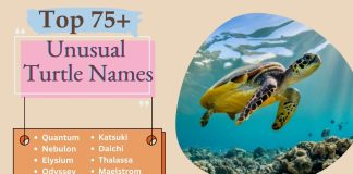Unusual Turtle Names