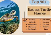 Badass Turtle Names