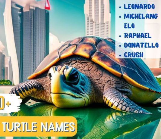 Iconic Turtle Names
