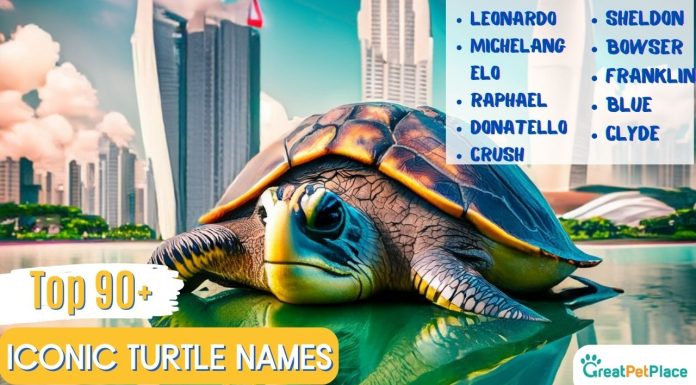 Iconic Turtle Names