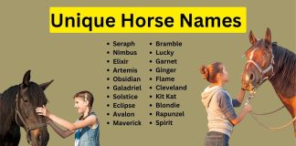 Unique-Horse-Names-With-Meaning-–-Our-Top-60-Picks