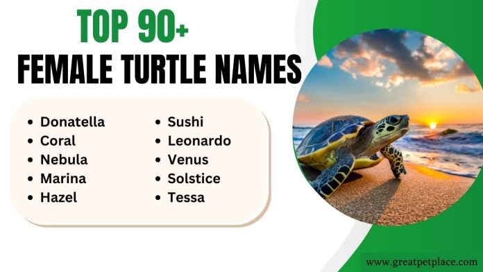 Female Turtle Names
