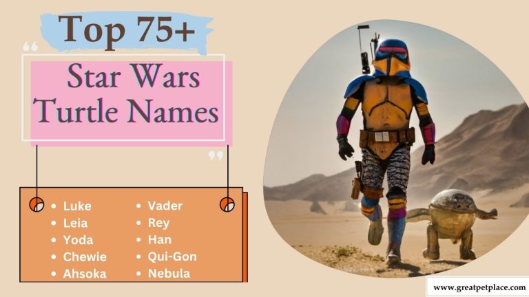 Discover 75+ Star Wars Turtle Names for Your Pet