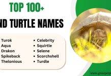 DnD Turtle Names