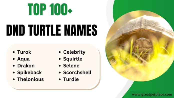 DnD Turtle Names