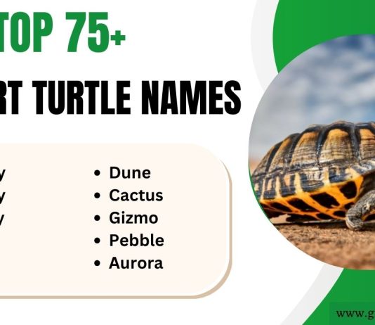 Desert Turtle Names