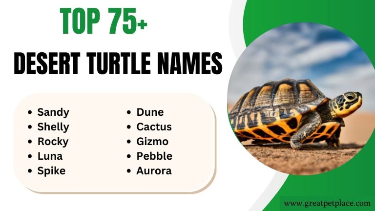 Desert Turtle Names