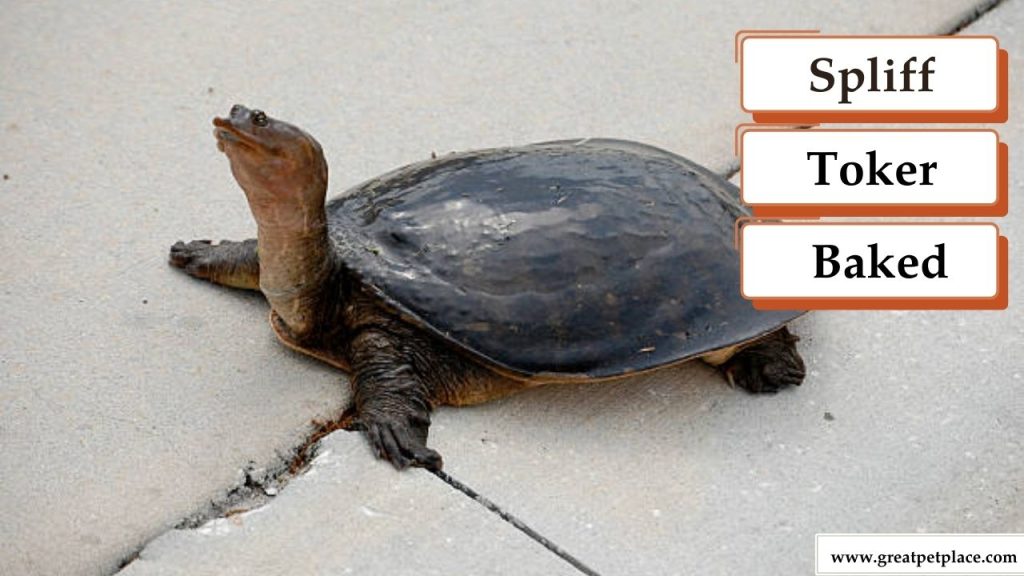 Funny Stoner Turtle Names