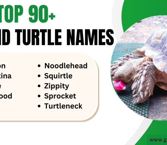Stupid Turtle Names