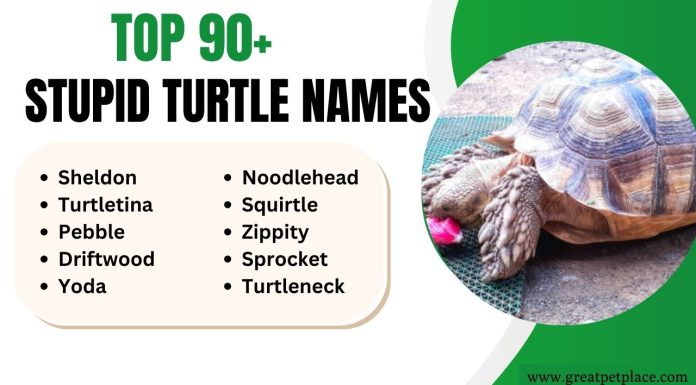 Stupid Turtle Names