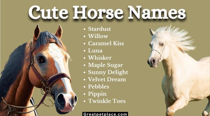Top-199-Cute-Horse-Names