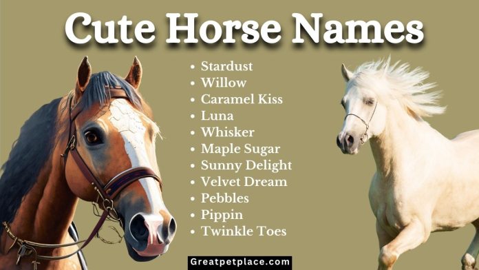 Top-199-Cute-Horse-Names