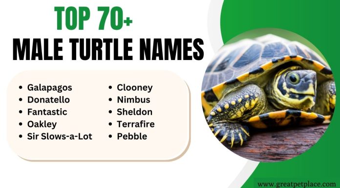 Male Turtle Names