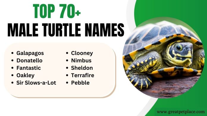 Male Turtle Names