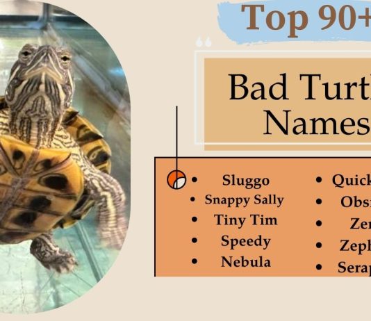 Bad Turtle Names