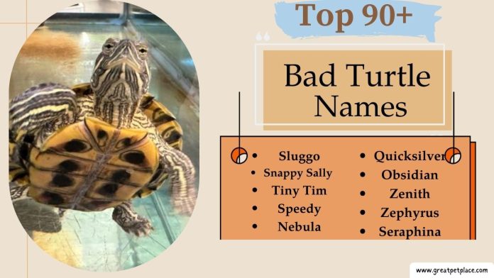 Bad Turtle Names