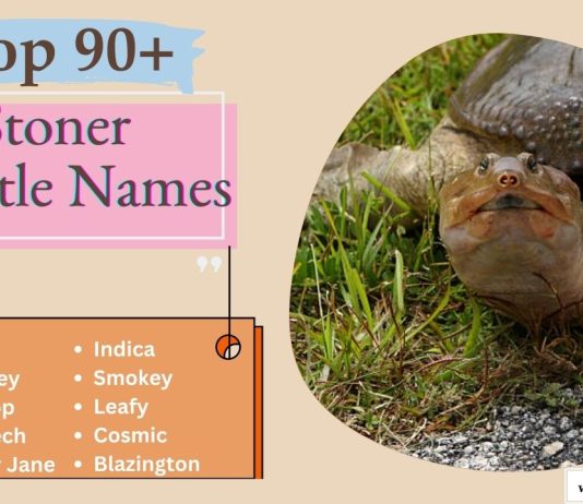 Stoner Turtle Names