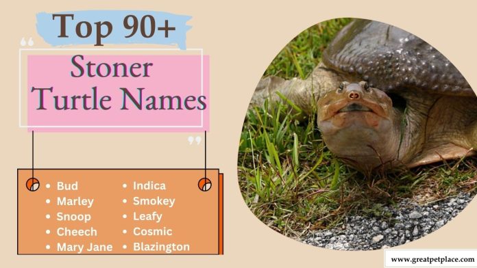 Stoner Turtle Names