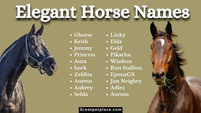 Top-99-Elegant-Horse-Names-for-Your-Majestic-Companion.