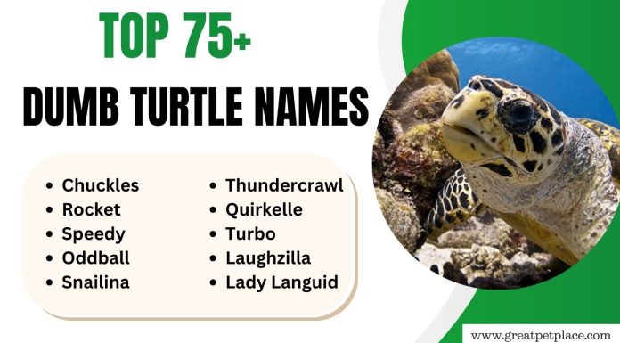 Dumb Turtle Names