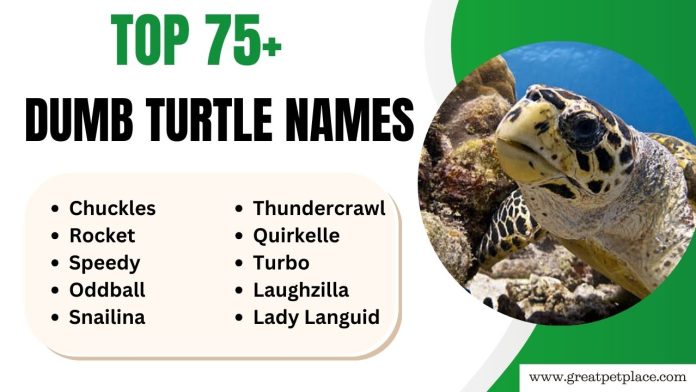 Dumb Turtle Names