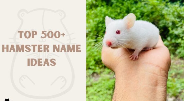 Hamster Name Ideas
