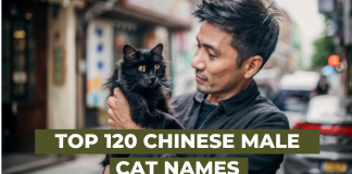 Top 120 Chinese male Cat Names