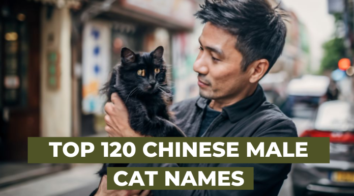 Top 120 Chinese male Cat Names