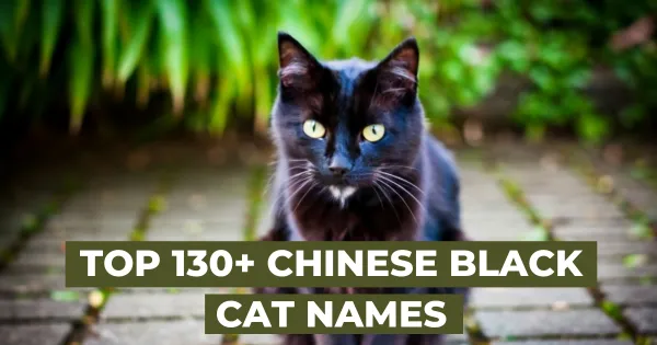 Top 130+ Chinese black Cat Names