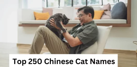 Top 250 Chinese Cat Names with Meanings