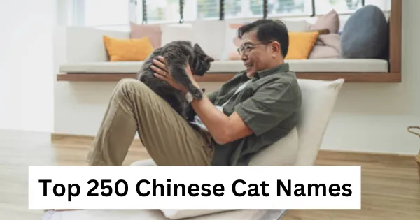 Top 250 Chinese Cat Names with Meanings