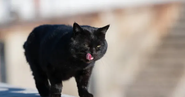 Unique Chinese Black Cat Names