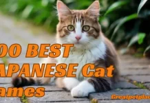 200 Best Japanese Cat Names