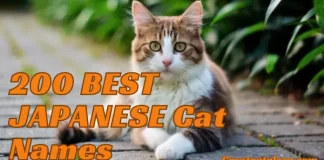 200 Best Japanese Cat Names