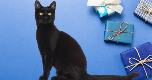 black cat gift ideas