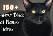 Japanese Black Cat Names ideas