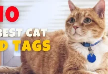 Best Cat ID Tags